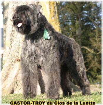 bouvier des flandres du clos de la luette - copyright déposé